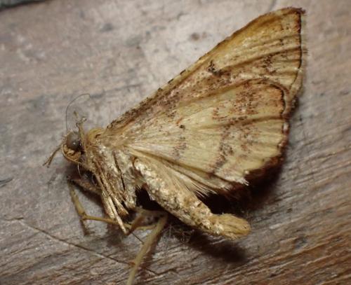 Réf. 308 193 : Endotricha flammealis